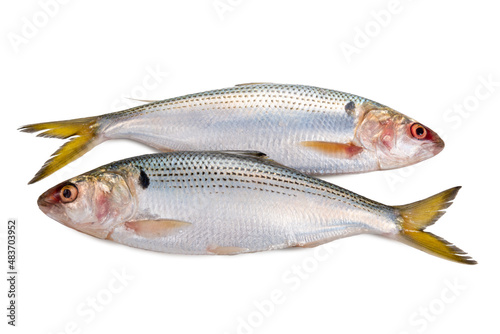 Konoshiro dotted gizzard shad, raw fish isolated on white background photo