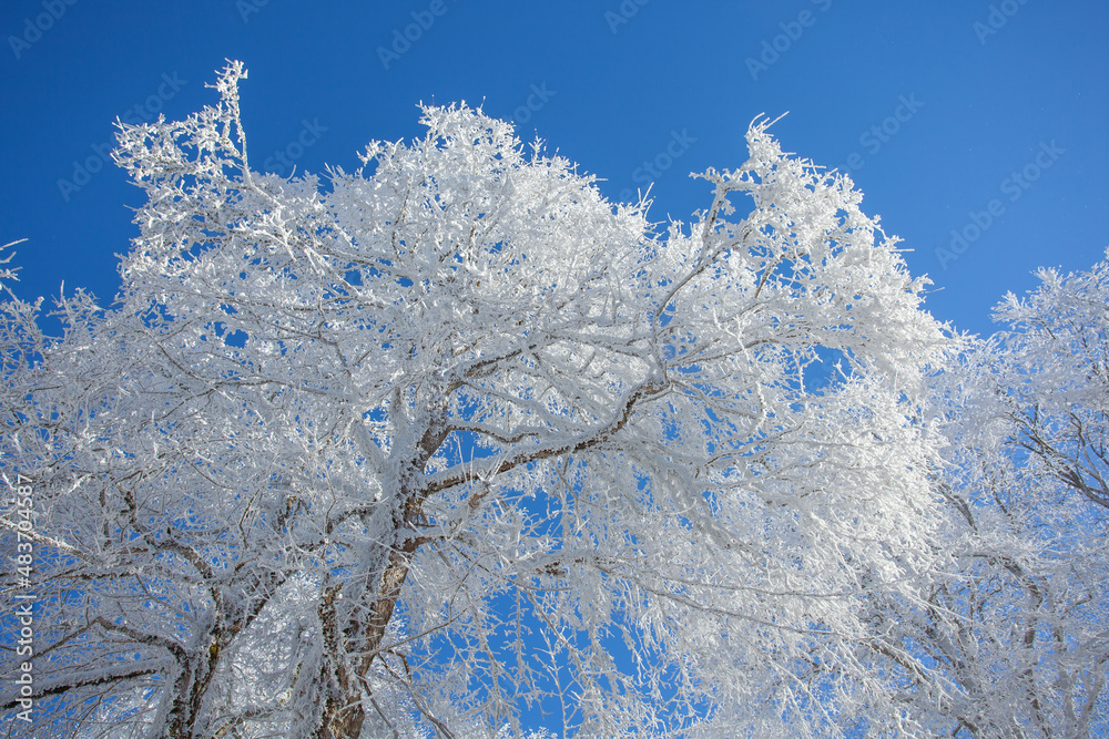 Branches covered with snow against the blue sky. Sabaduri forest. Landscape Branches covered with snow against the blue sky. Sabaduri forest. Landscape