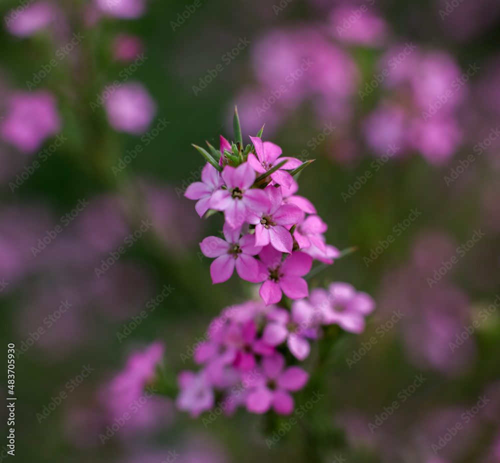 Mexican Heather; close up on the bush Mexican Heather; close up on the bush