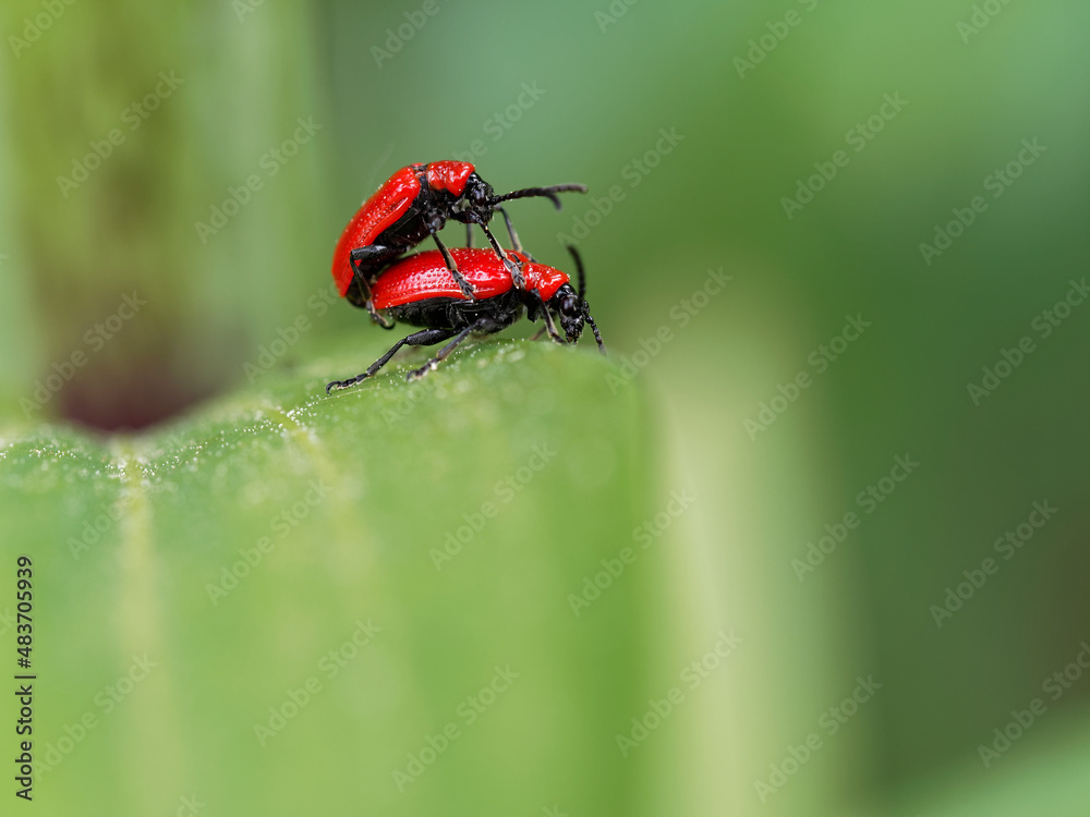 Fototapeta premium Käferhochzeit