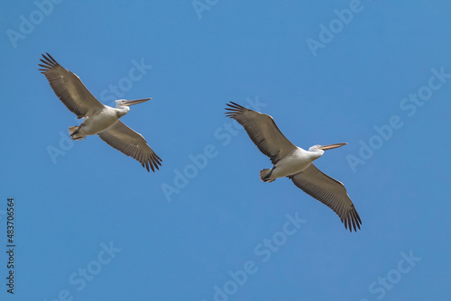 Great White Pelicans in flying mode.