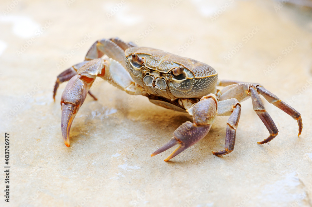 Freshwater land crab in the stream Arugot (Ein Gedi Nature Reserve) in Israel