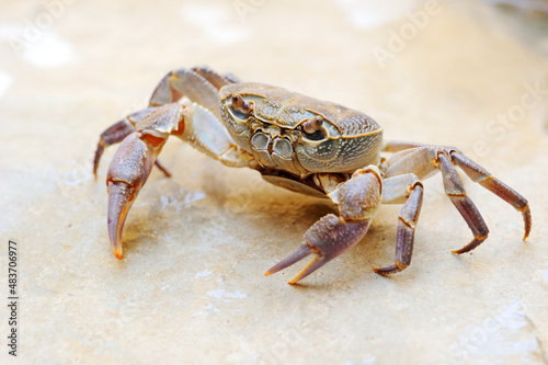 Freshwater land crab in the stream Arugot  Ein Gedi Nature Reserve  in Israel