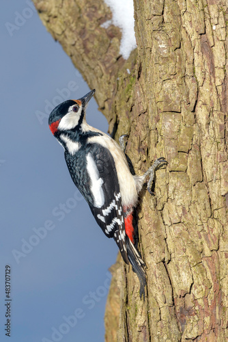 Great Spotted Woodpecker (male) - Dendrocopos major in its natural habitat