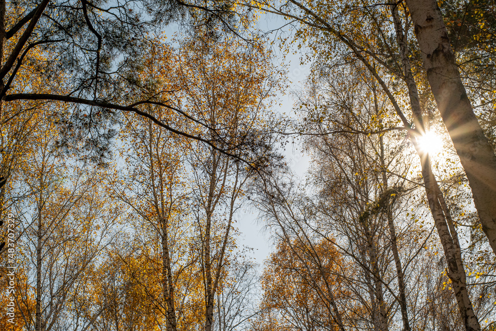 Crowns of trees in the rays of the autumn sun Crowns of trees in the rays of the autumn sun