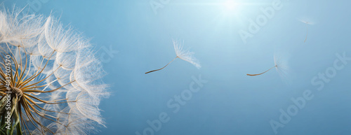 Dandelion and flying dandelion seeds on a background of blue sky and sun. Spring and summer wide background.