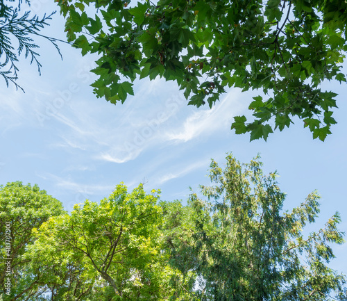 the crowns of a green trees against a blue sky