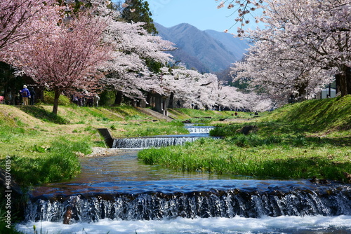 東北の春。観音寺川の桜並木。猪苗代、福島、日本。4月下旬。 photo
