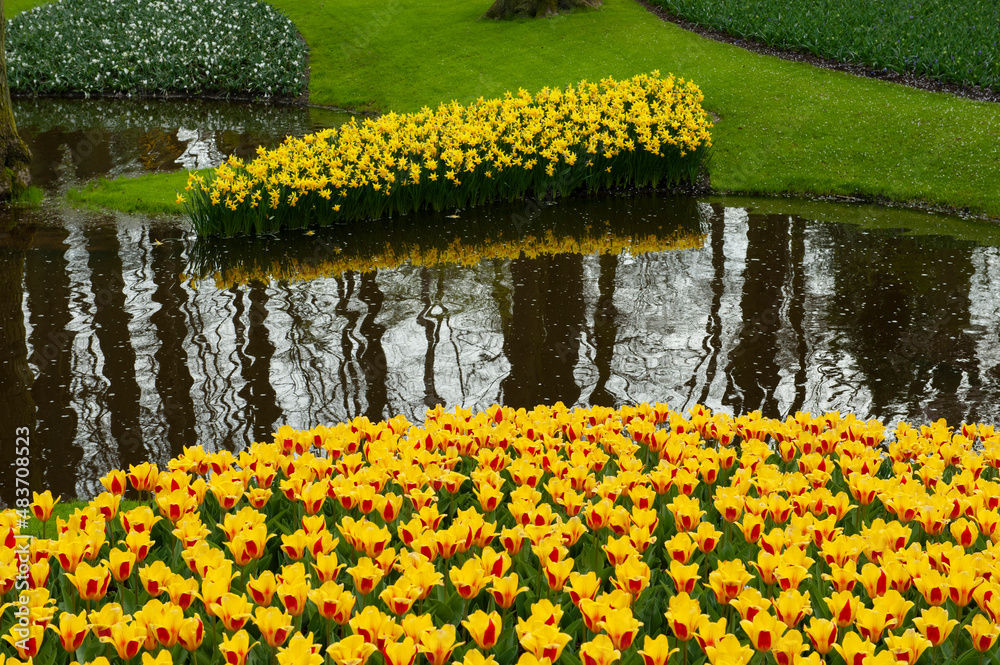 Obraz premium Flowering tulips at Keukenhof botanical garden in Lisse, Netherlands. 