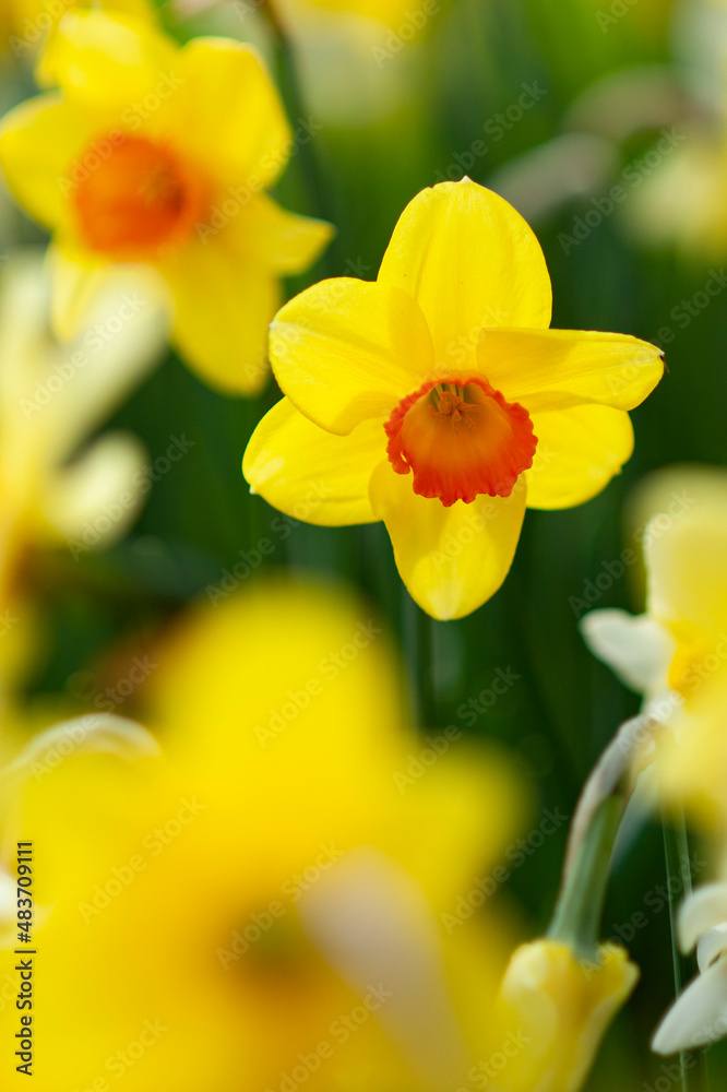 Yellow daffodils bloom in springtime at Keukenhof botanical garden in the Netherlands. 