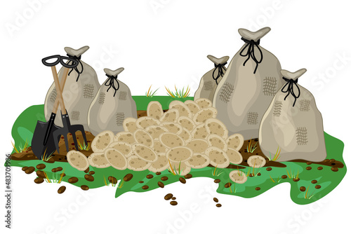 Pile of potato and bags with potatoes isolated on white background. Harvested root crops.Potato tubers,sacks,shovel and pitchfork. Gardening,farming,agriculture and harvest concept.Vector illustration
