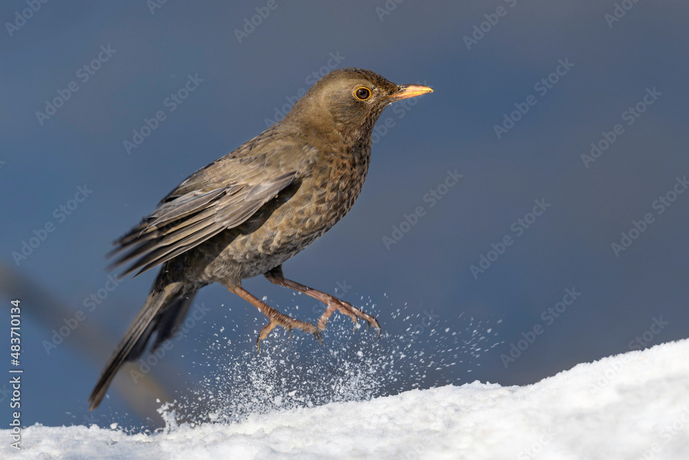 Blackbird - Turdus merula - female, in its natural habitat Blackbird - Turdus merula - female, in its natural habitat