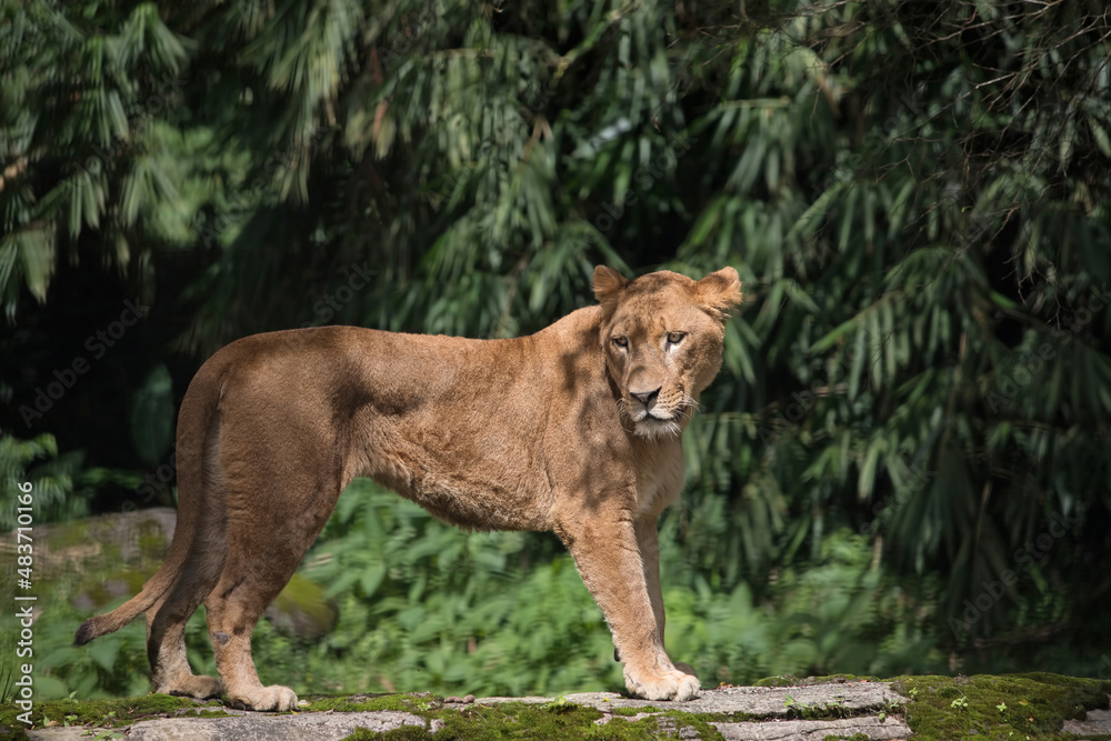 The lioness is watching the situation around her.