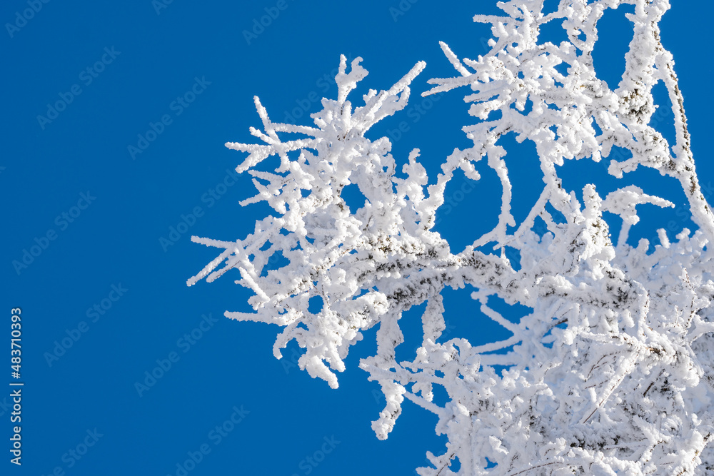 Branches covered with snow against the blue sky. Sabaduri forest. Landscape Branches covered with snow against the blue sky. Sabaduri forest. Landscape