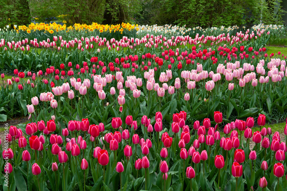 Flowering tulips at Keukenhof botanical garden in Lisse, Netherlands. 