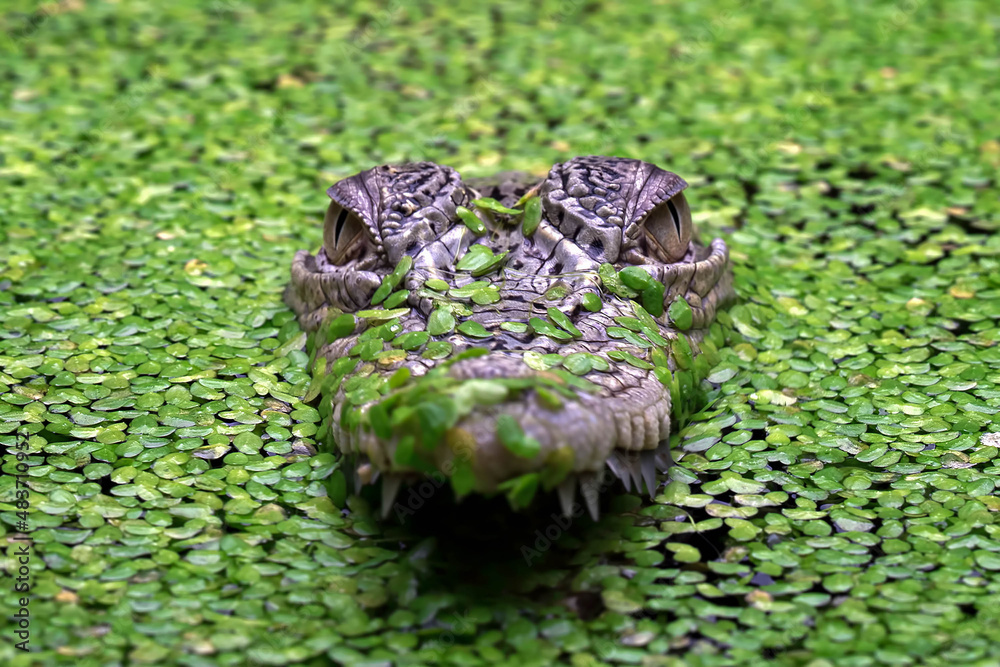 The Saltwater Crocodile (Crocodylus porosus) is a crocodilian native to