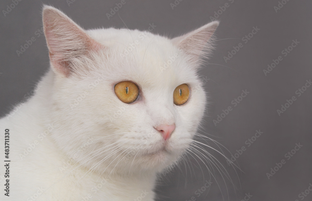 White adult male on gray background close up with copy space for text. White adult male on gray background close up with copy space for text.