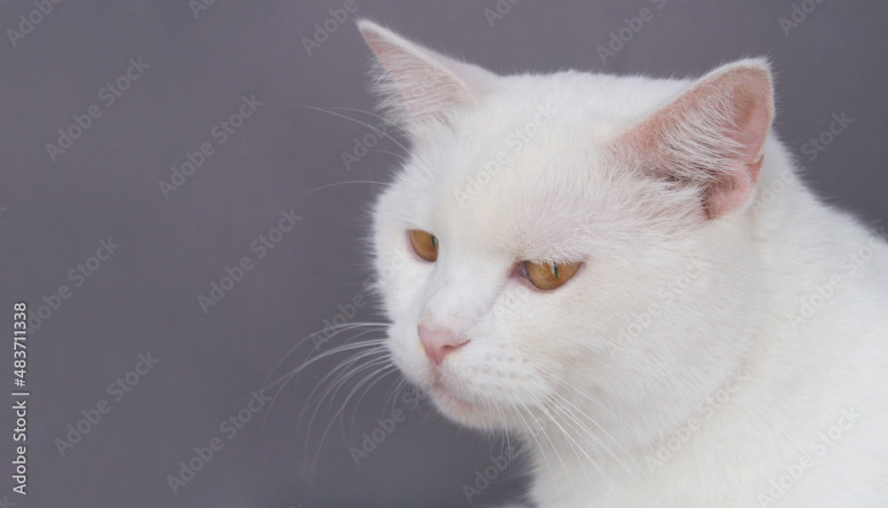 Boring and sad white cat on gray background, room for text.