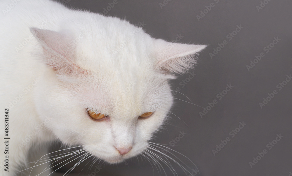 Fototapeta premium Sad and boring white adult male cat looking down close up with copy space for text.