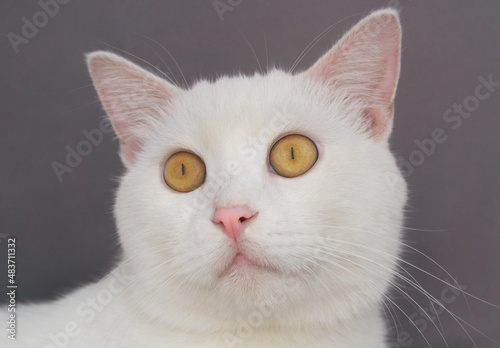 White cat on gray background close up