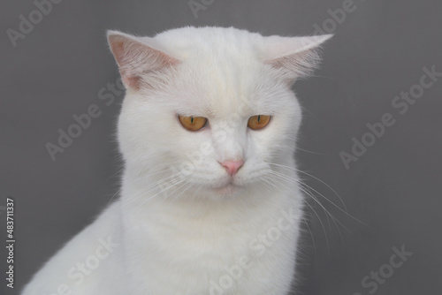 White adult male cat thinking