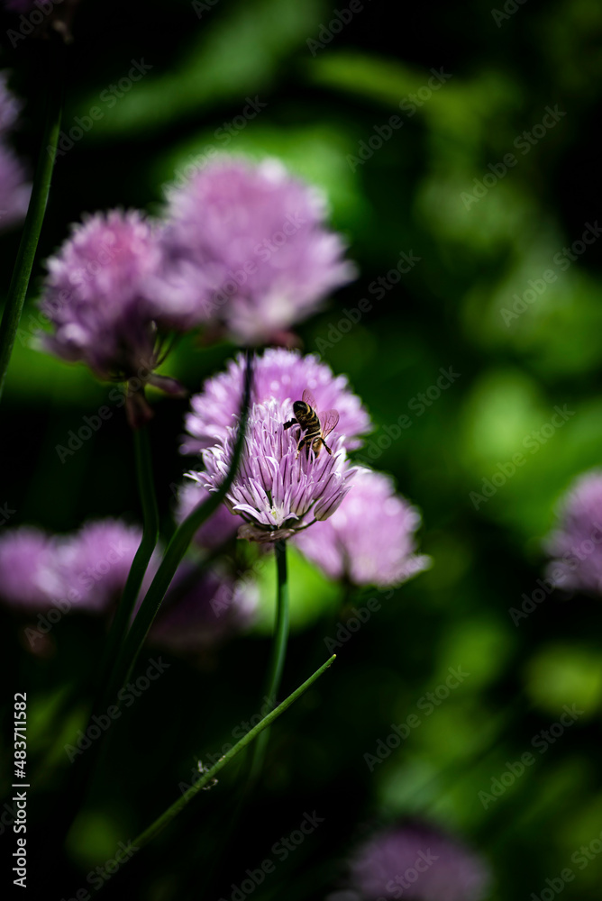 Garden Chives in flower and growing