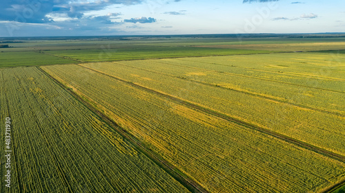 Scenic rows of agricultural fields on a summer farm in the evening. Aerial photography  top view drone shot. Agricultural area of Moscow region. Agrarian land in summertime. Beauty of earth