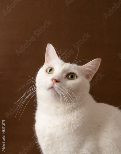 可愛い白猫　茶色背景　ポートレート © TY