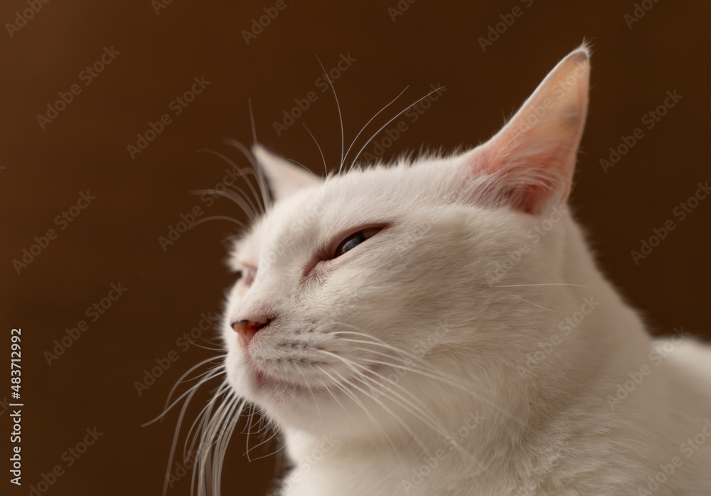 可愛い白猫　茶色背景