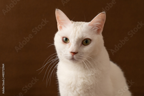可愛い白猫　茶色背景 © TY