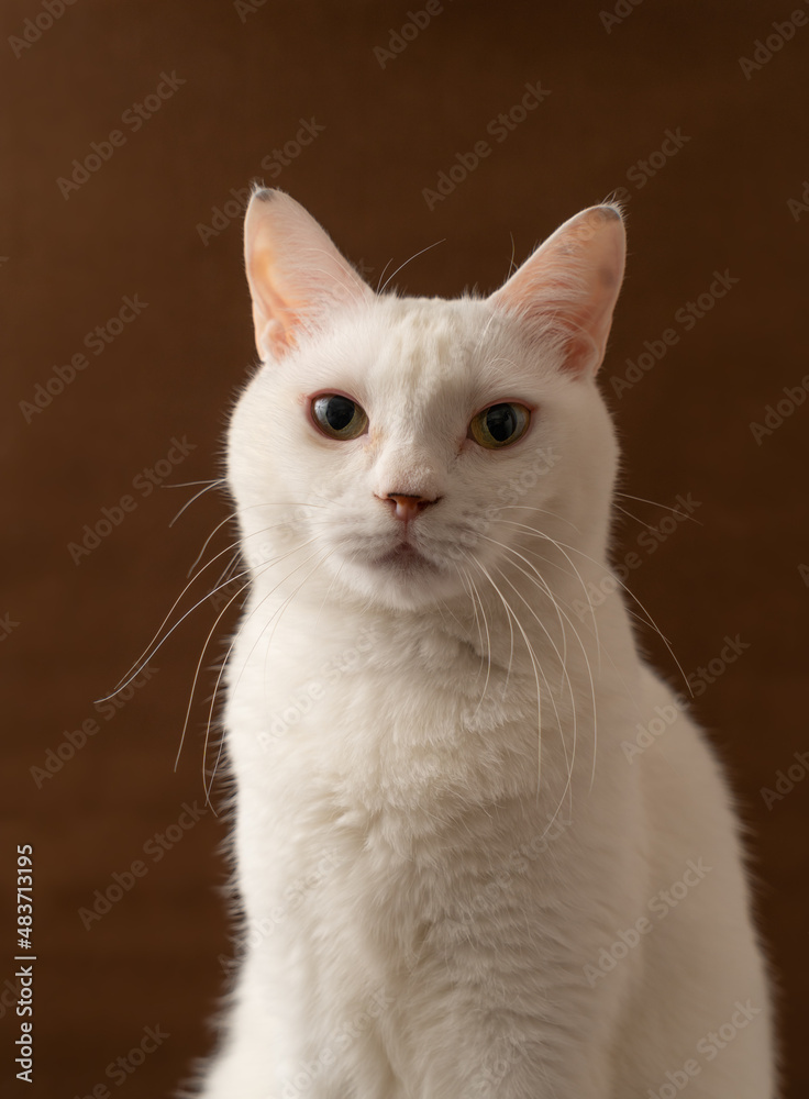 可愛い白猫　茶色背景　ポートレート