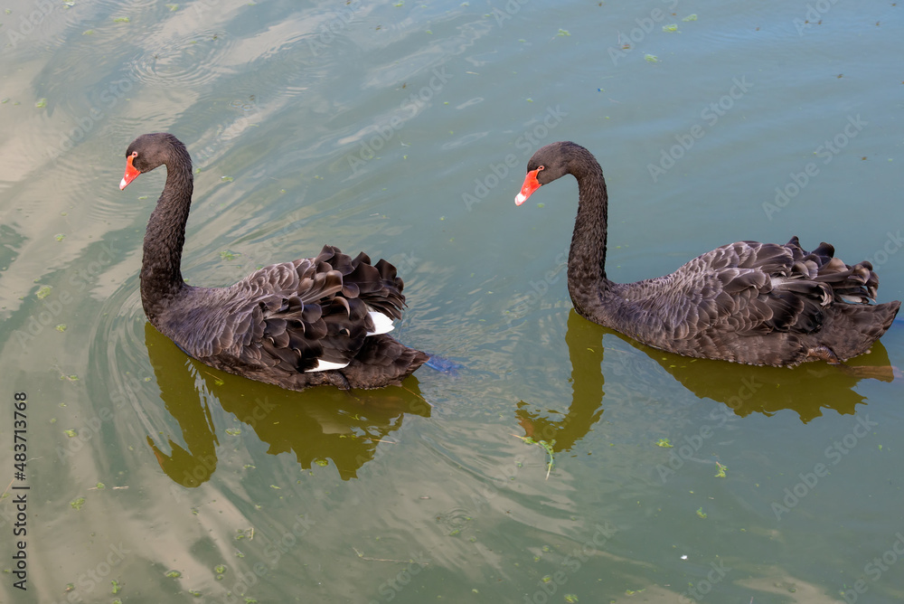 Fototapeta premium Two black swans float on the monastery buildings reflected in the water