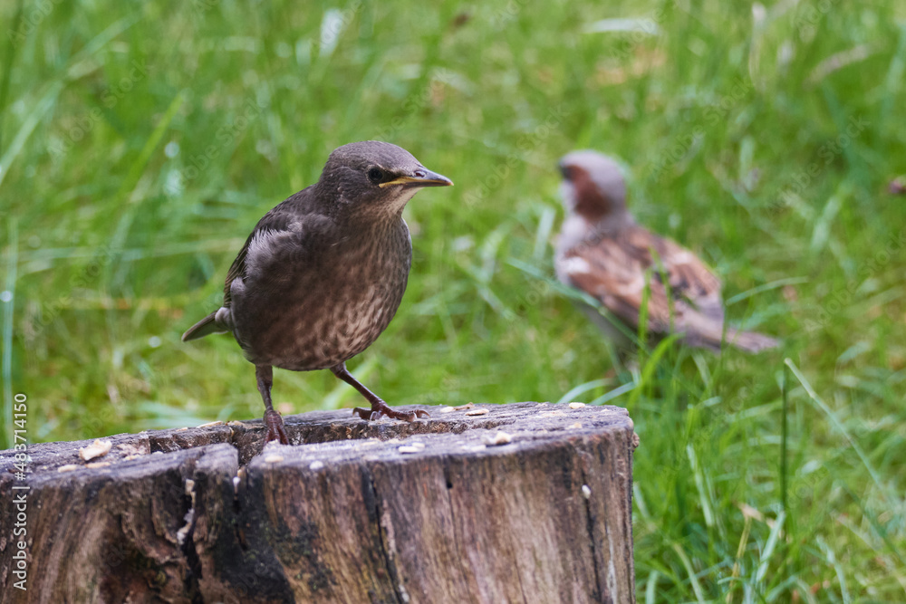 Junger Star und Haussperling bei der Futtersuche Junger Star und Haussperling bei der Futtersuche