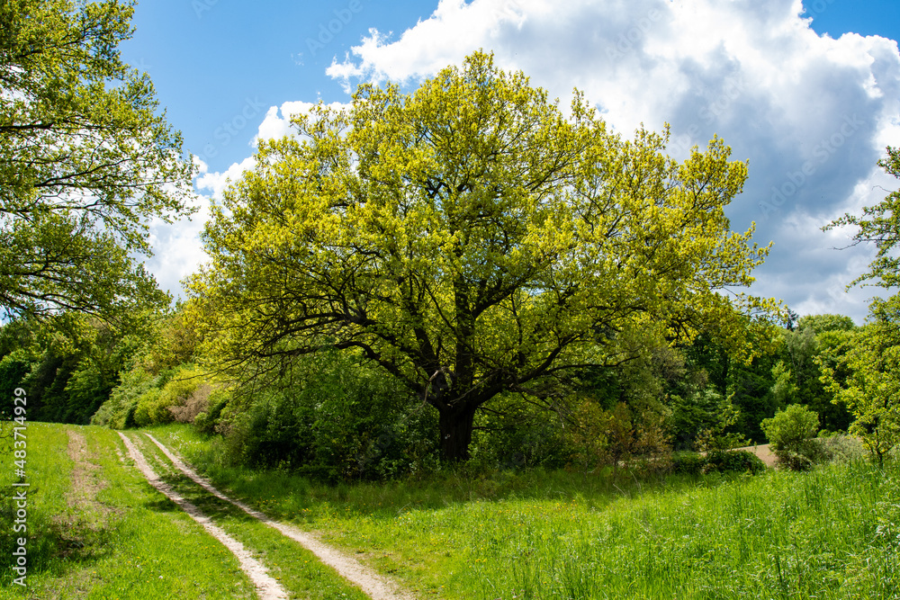 Baum Buche im Frühling