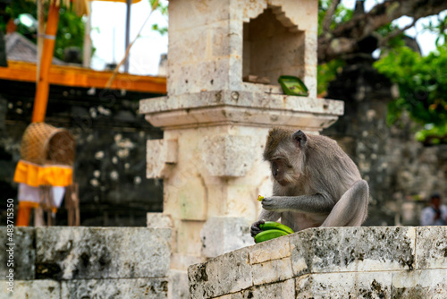 Asian macaque eating bananas in Uluwatu Temple, Bali, Indonesia