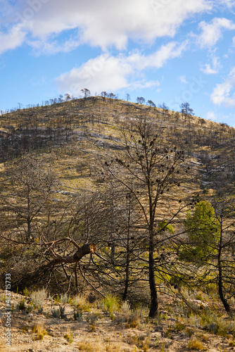 Bosque quemado en incendio forestal