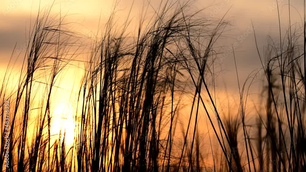 Dry grass blowing in the wind at golden sunset light Dry grass blowing in the wind at golden sunset light