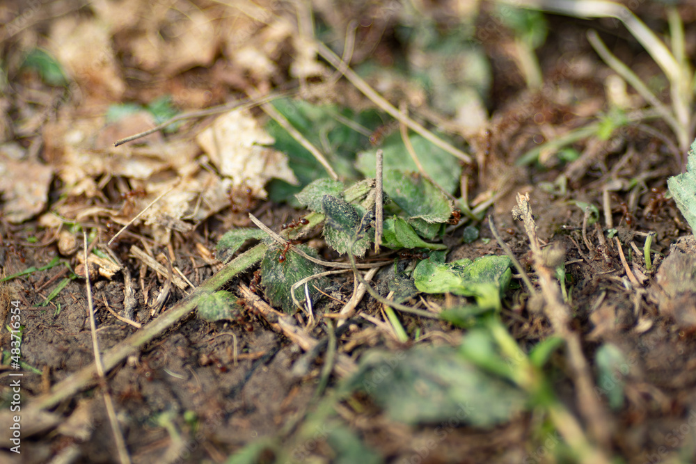Brown ants in the forest