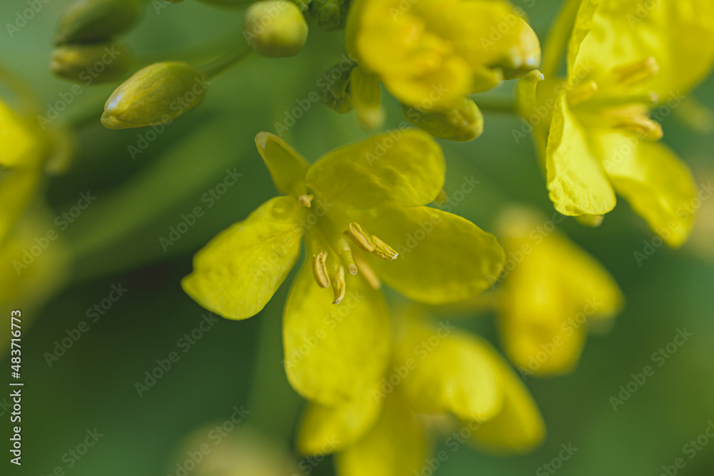 Obraz premium 菜の花