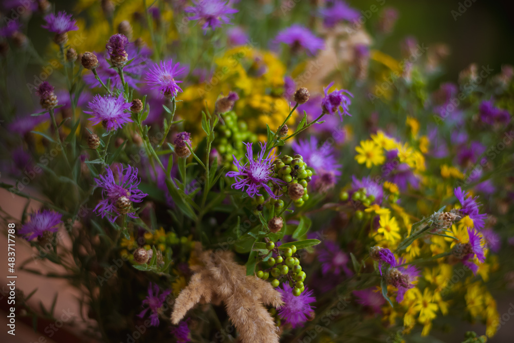 Obraz premium colorful floral background from wild flowers from summer meadow