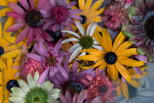 mix of colorful homeopathic echinacea flower heads