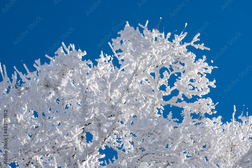Branches covered with snow against the blue sky. Sabaduri forest. Landscape