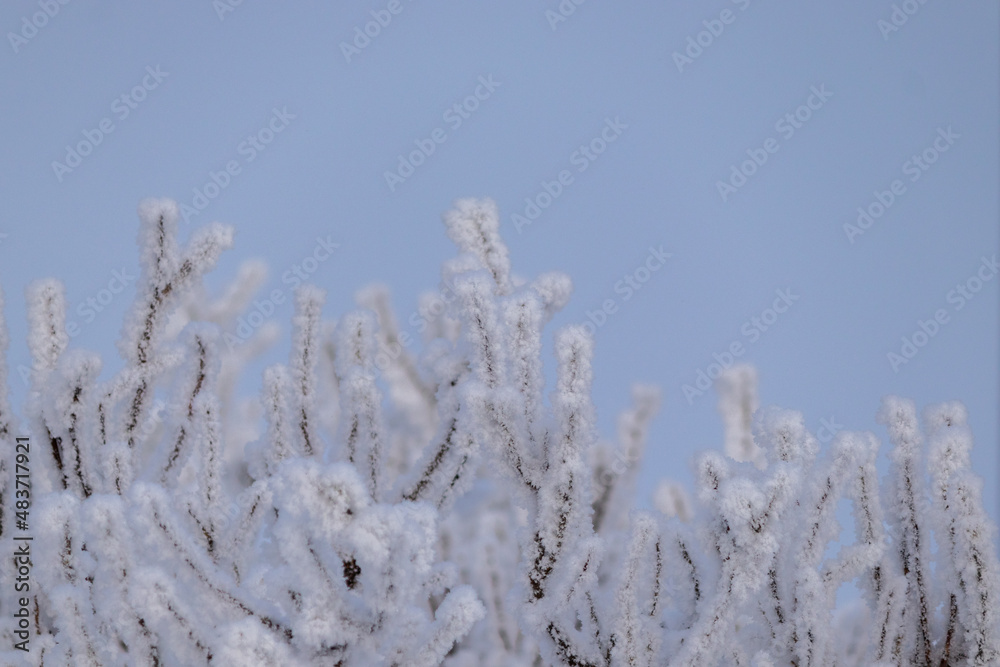 frost on branches