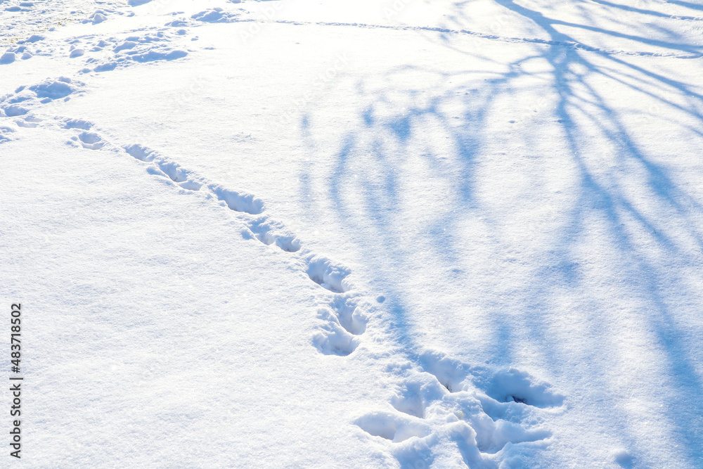 Winter day: a shadow from a birch falls on a path made of footprints on white snow, space for text Winter day: a shadow from a birch falls on a path made of footprints on white snow, space for text