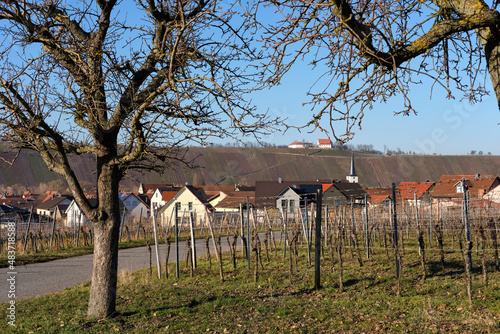 Weinberge auf der Weininsel zwischen Sommerach und Nordheim am Main an  der Vokacher Mainschleife, Landkreis Kitzingen, Unterfranken, Franken, Bayern, Deutschland photo