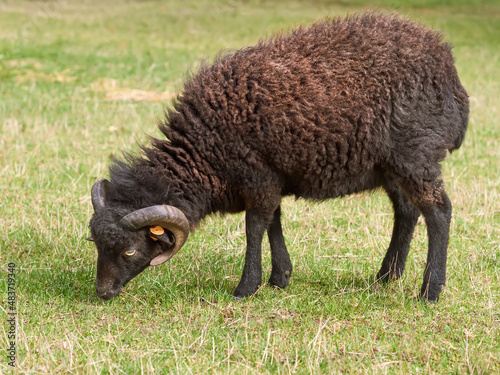 Young black brown ouessant sheep grazing