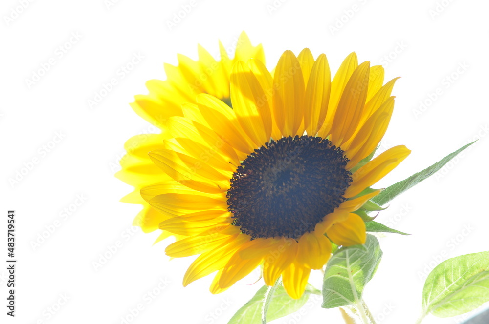 Fototapeta premium 向日葵の花