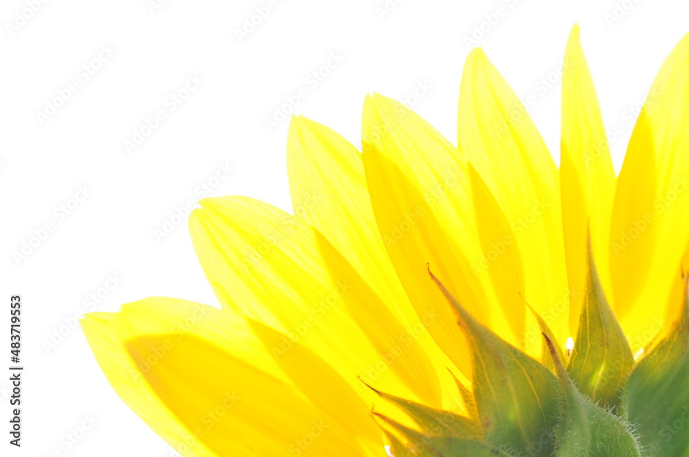 Fototapeta premium 向日葵の花