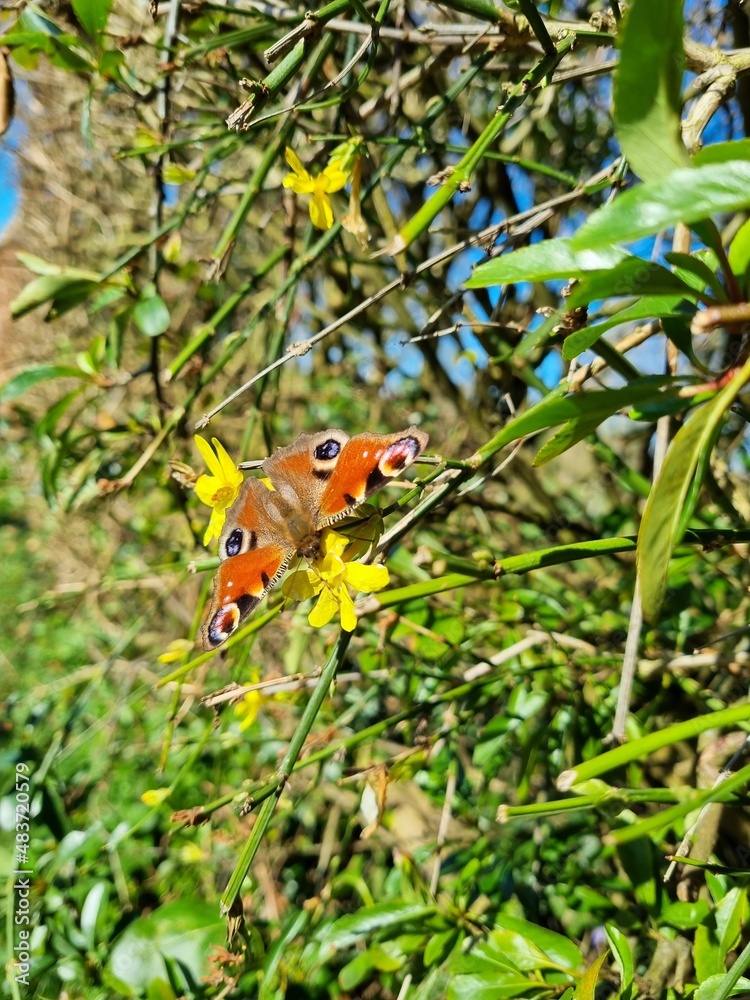 Closeup of a Peacock butterfly sitting on a small yellow flower Closeup of a Peacock butterfly sitting on a small yellow flower