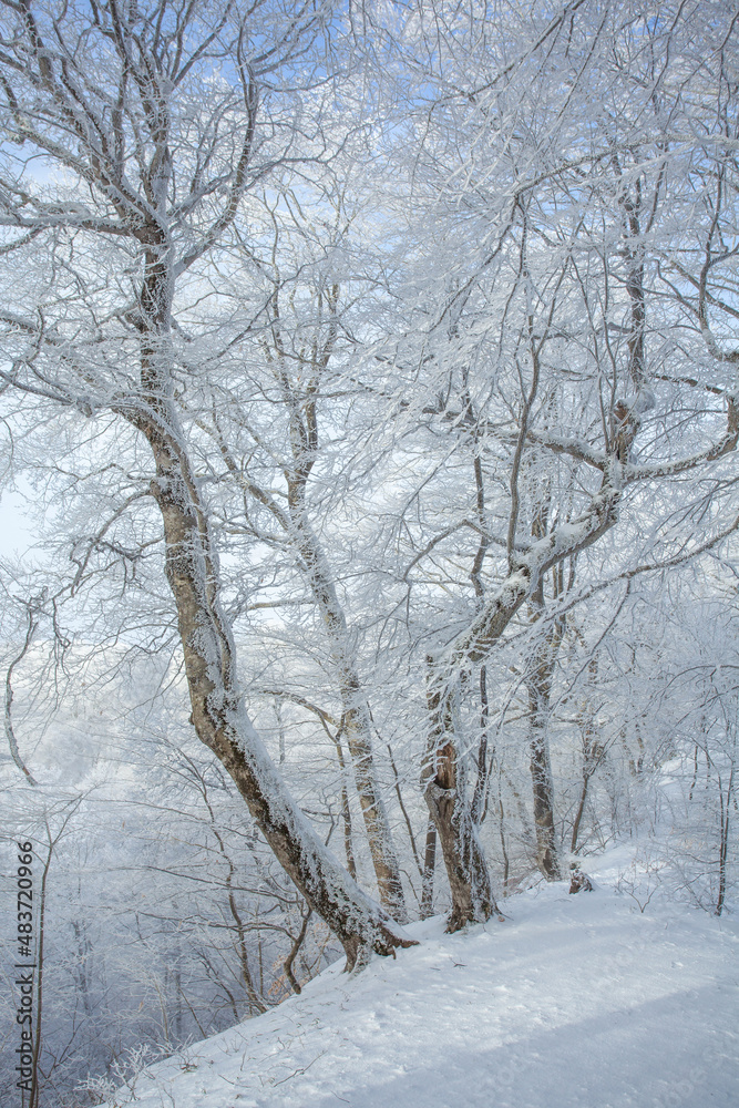 Trees covered with snow in Sabaduri forest, winter landscape Trees covered with snow in Sabaduri forest, winter landscape